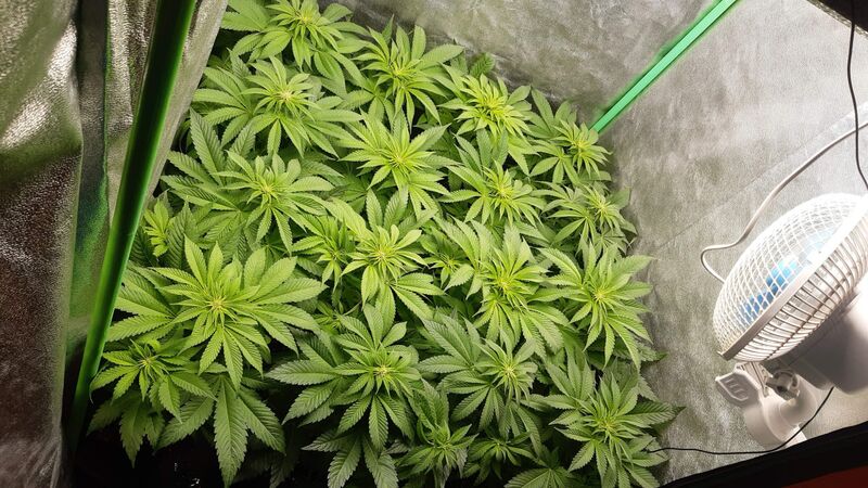 Sublimator, Фасовка: 3+3, изображение 2